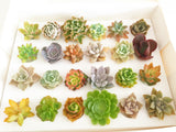 Assorted Succulent Cuttings (Rosette) Wooden Crate Square Pots - Soul Made Boutique