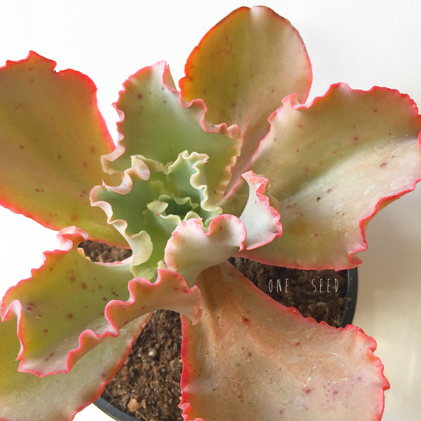 Plant - Echeveria Sp