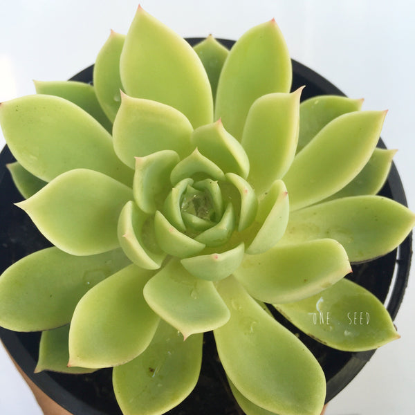 Plant - Echeveria X Bunnings