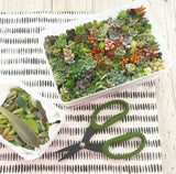 Assorted Succulent Cuttings (Miniatures) - Soul Made Boutique
