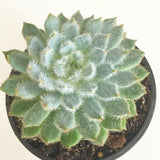 Plant - Echeveria Setosa var. Deminuta