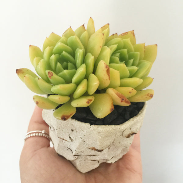 Collector's Succulent Plant Stoneware Pot