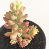 Plant - Sedum Rubrotinctum Aurora (Pink Jelly Beans)