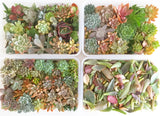Assorted Succulent Cuttings (Large) - Soul Made Boutique