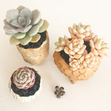 Collector's Succulent Plant Handmade Watercolour Pot