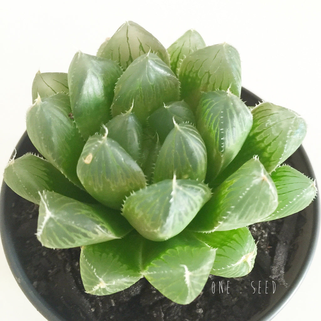 Plant - Haworthia Cooperi