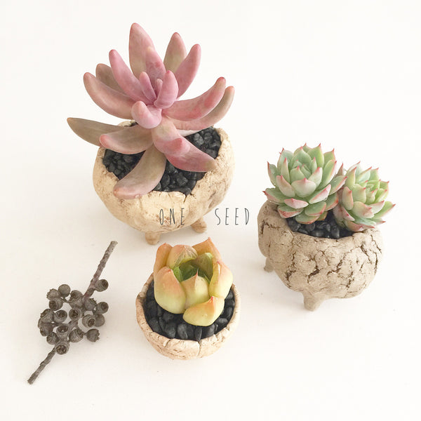 Collector's Succulent Plant Stoneware Pot - Soul Made Boutique