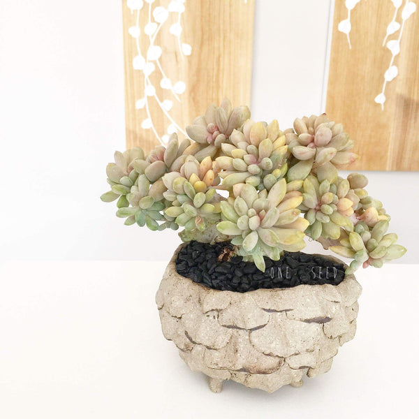 Collector's Succulent Plant Stoneware Pot