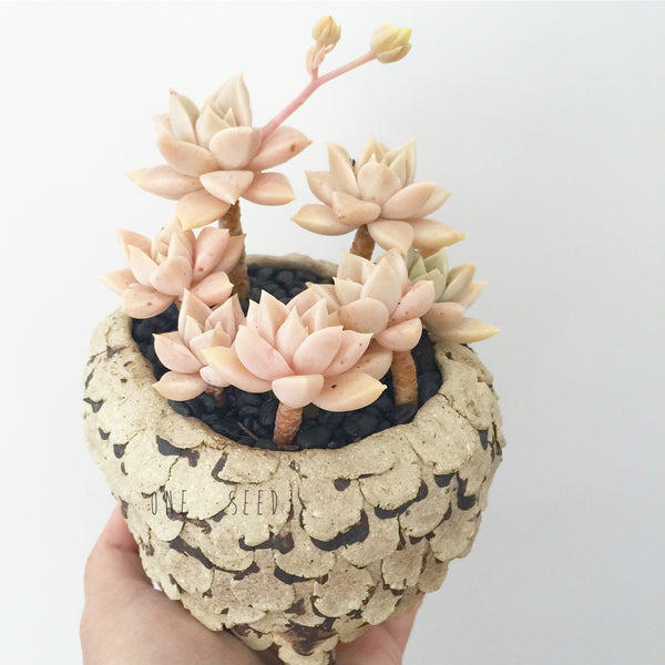 Collector's Succulent Plant Stoneware Pot