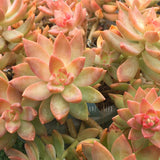Plant - Sedeveria Pat's Pink