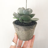 Collector's Succulent Plant Concrete Pot - Soul Made Boutique