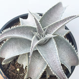 Plant - Dyckia Silver Star