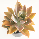 Plant - Graptoveria Fred Ives