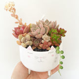 Assorted Succulent Garden Kitty Pot - Soul Made Boutique