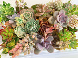 Assorted Succulent Cuttings (Large)