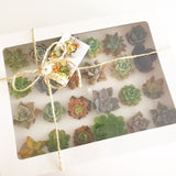 Assorted Succulent Cuttings (Rosette) Gift Box - Soul Made Boutique