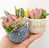 Assorted Succulent Garden Owl Pot