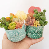 Assorted Succulent Garden Owl Pot